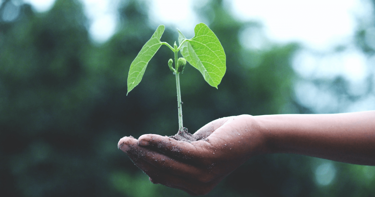 plante verte ecologie blog