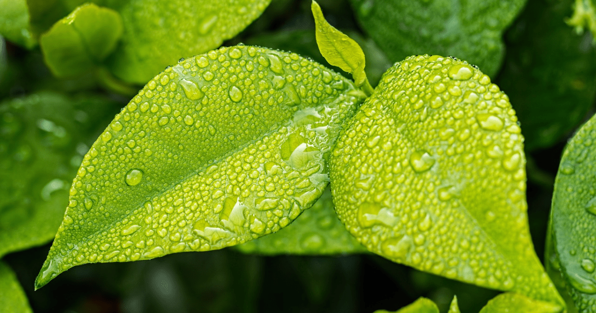 feuilles vertes avec gouttes d'eau