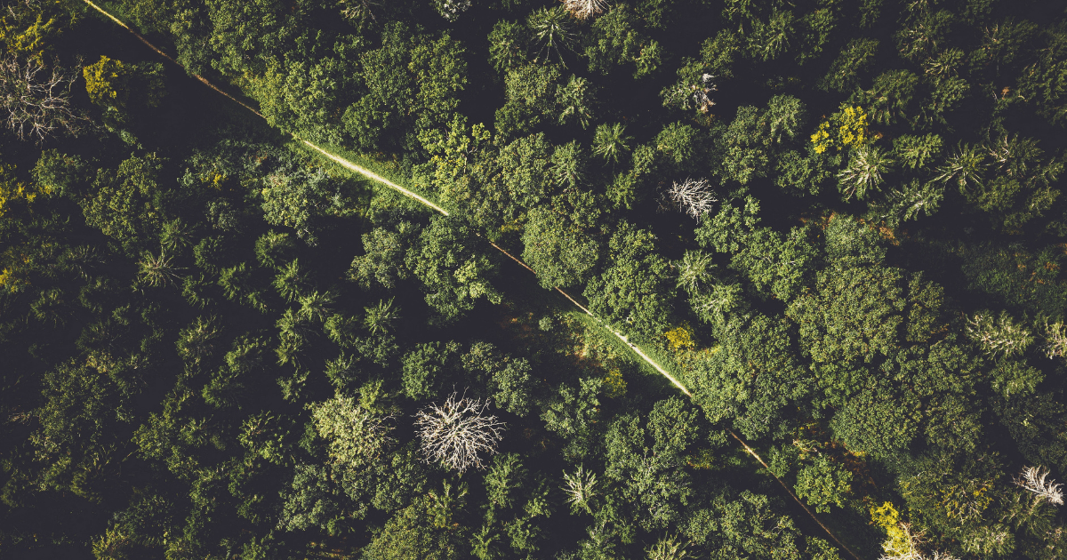 route au milieu d'une foret d'arbres